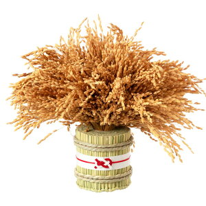 @叼@ށ@|ij@ỶN@֏@_I@rO@u^@25×25cm@{@Y@@~@ɉh