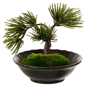 tFCNA[g~́@R-ZEN-@-SUN-~fBA02@{mtElAȖ~͂C[WčBONSAIf@{IaCeA