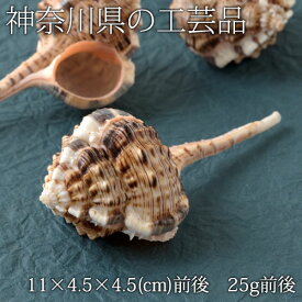 【2個で半額にゃ】貝殻の置物　サツマツブリ（1個）　神奈川県の工芸品　Seashell ornament, Kanagawa craft