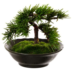 tFCNA[g~́@R-ZEN-@-SUN-~fBA05@{mtElAȖ~͂C[WčBONSAIf@{IaCeA