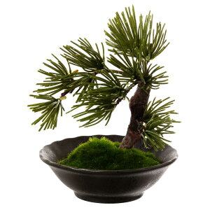 tFCNA[g~́@R-ZEN-@-SUN-~fBA11@{mtElAȖ~͂C[WčBONSAIf@{IaCeA