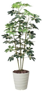 ̊y J|bN1.5 355K210 A[gO[ lHϗtA G}