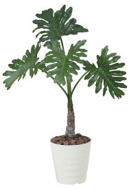 楽天市場 セローム 観葉植物の通販