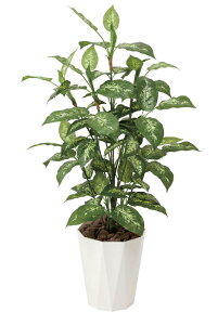 ̊y fBtFoLA1.1 426A175 A[gO[ lHϗtA G}