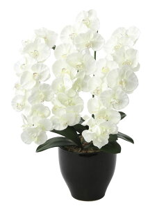 ̊y v~AӒW 659K135 A[gt[  G}