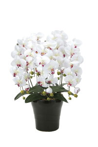 ̊y NC[Ӓ5{W^AB 916A150 A[gt[  G}