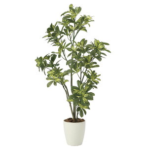 ̊y VFt1D15 2027A180 A[gO[ tFCNO[ lHϗtA G}