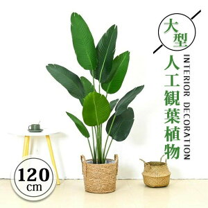 CeA    傫TCY 120cm ^ tFCNO[ [t tFCNA  ins k lHϗt A