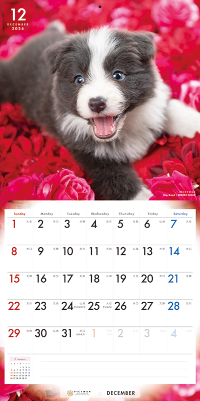 総合福袋（ご予約）ボーダーコリー カレンダー PICTWAN 動物 2024年<BR>ピクトワン グッズ 壁掛け いぬ カレンダー アニマル 犬  インターズー オーナーズグッズ