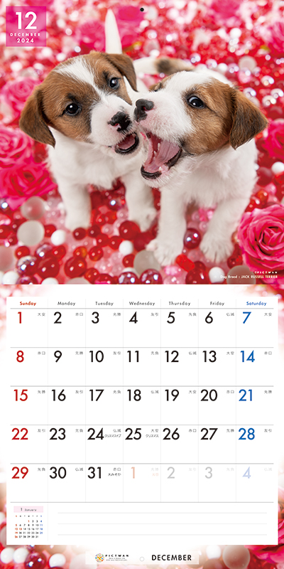 最高級のスーパー（ご予約）ジャックラッセルテリア カレンダー PICTWAN インターズー 2024年<BR>ピクトワン いぬ グッズ アニマル  カレンダー 壁掛け 犬 動物 オーナーズグッズ
