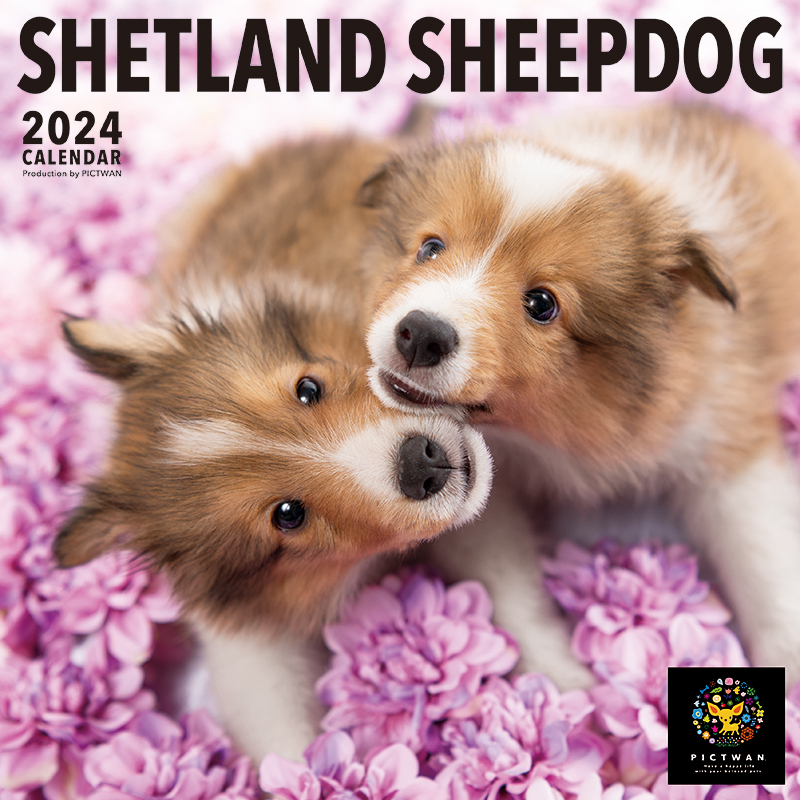付与付与（ご予約）シェットランド・シープドッグ カレンダー PICTWAN 2024年<BR>ピクトワン シェルティー カレンダー 犬 グッズ 動物  いぬ アニマル 壁掛け インターズー オーナーズグッズ