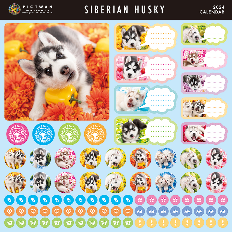 超特価激安（ご予約）シベリアンハスキー カレンダー PICTWAN アニマル 壁掛け 2024年ピクトワン カレンダー いぬ 動物 犬 グッズ  インターズー 犬用品