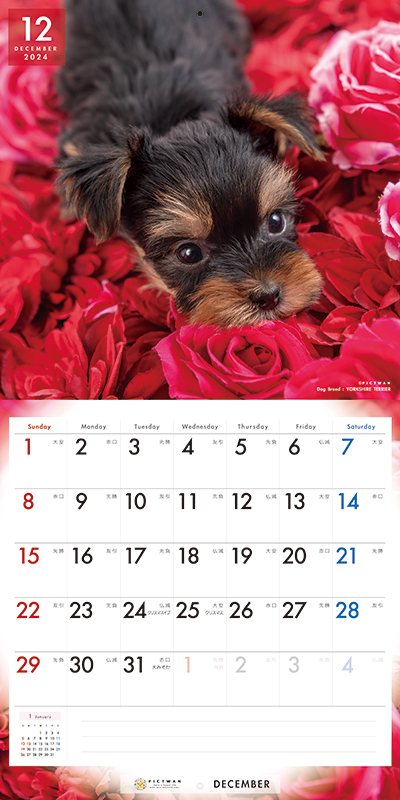 最大51％オフ！最大51％オフ！（ご予約）ヨークシャテリア カレンダー PICTWAN 2024年ピクトワン ヨーキー ヨークシャ カレンダー 犬  グッズ 動物 いぬ アニマル 壁掛け インターズー 水槽・アクアリウム内装