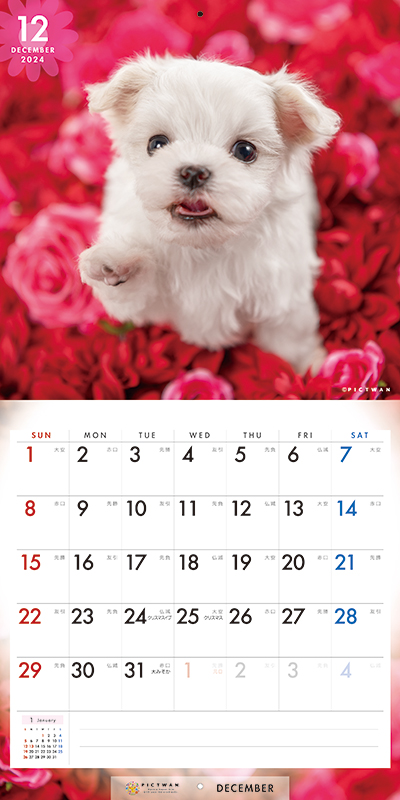 ご予約）マルチーズ スモール カレンダー PICTWAN 2024年<BR>SMALL CALENDER ピクトワン カレンダーグッズ 犬 仔犬 動物  いぬ アニマル 壁掛け インターズー オーナーズグッズ