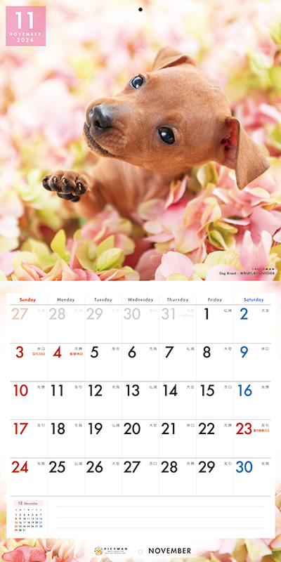新到着（ご予約）ミニチュア・ピンシャー カレンダー PICTWAN アニマル 壁掛け 犬 2024年<BR>ピクトワン いぬ ミニピン カレンダー  グッズ インターズー オーナーズグッズ