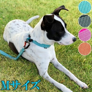 p ^ ^  Sleepypod Locking Martingale Collar X[s[|bh bLO}[`Q[J[MTCY 1.9cm 38`50cm