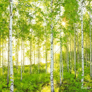 壁材 森の人気商品 通販 価格比較 価格 Com