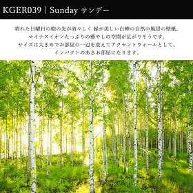 楽天市場 全品p10倍 本日時 4h限定 壁紙 のりなし おしゃれ クロス 輸入壁紙 景色 風景 店舗 内装 撮影 ドイツ製 不織布 フリース 自然 白樺 森 木 緑 Sunday サンデー Xxl4 519 壁紙 ウォールデコ 壁際貴族