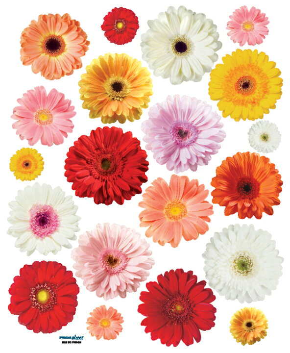 楽天市場 ガーベラ ウォールステッカー インテリアシール 壁シール 壁紙シール Wall Sticker 北欧 ウォールステッカー Shop 楽天市場 ガーベラ ウォールステッカー インテリアシール 壁シール 壁紙シール Wall Sticker 北欧 ウォールステッカー Shop