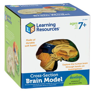 [RDY] [] Learning Resources lԂ̔]̒fʃf - 2 j̎qƏ̎q̔N7 8 9+q̂߂̐l STEMLbg ȊwTc[ [yVCOʔ] | Learning Resources Cross-Section Human Brain Model - 2 P