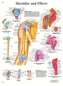 [RDY] [] Aig~J`[gƕIA~l[gH [yVCOʔ] | Anatomical Chart: Shoulder and Elbow, Laminated