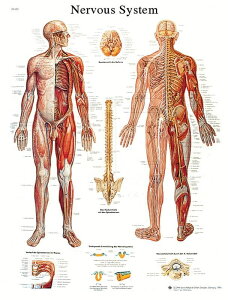 [RDY] [] U}F_on} ~l[gH [yVCOʔ] | Anatomical chart: nervous system chart, laminated