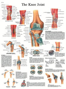 [RDY] [] U}FG֐߁A~l[gH [yVCOʔ] | Anatomical chart: knee joint, laminated