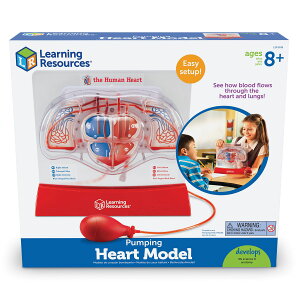 [] Learning Resources |vSf - 1, 3Nȏb8Έȏp ȊwLbg, ȋpi, ȋpi [yVCOʔ] | Learning Resources Pumping Heart Model - 1 Piece, Grades 3+ | A