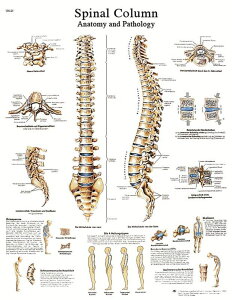[RDY] [] U}FҒ ~l[gH [yVCOʔ] | Anatomical chart: spinal column, laminated