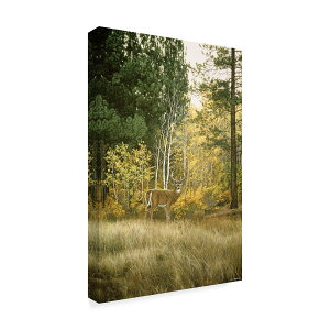 [RDY] [��������] Trademark Fine Art �����E�p�[�J�[��uAutumn Aspen White Tailed Deer�v�L�����o�X�A�[�g [�y�V�C�O�ʔ�] | Trademark Fine Art 'Autumn Aspen White Tailed Deer' Canvas Art by Ron Parker