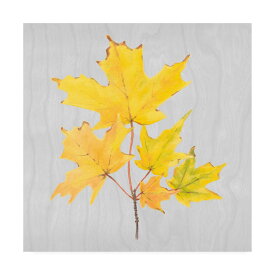 [RDY] [送料無料] Trademark Fine Art Dianne Millerによる Autumn Leaves Yellow II キャンバスアート [楽天海外通販] | Trademark Fine Art 'Autumn Leaves Yellow II' Canvas Art by Dianne Miller