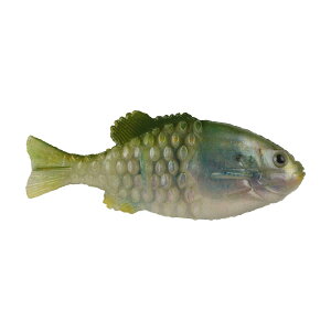 [RDY] [] Berkley p[xCg \gEH[^[M[ 130mm HDs`[h \tgXCxCg [yVCOʔ] | Berkley PowerBait Saltwater Gilly, 130 mm, HD Pilchard, Soft Swimbait