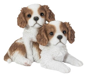 [RDY] [] LOE`[YEps[EVbeBO [yVCOʔ] | KING CHARLES PUPPIES SITTING
