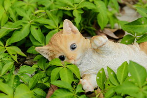 [RDY] [] CCOELbg [yVCOʔ] | LYING CAT