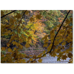 [] Trademark Fine Art J[gEVF[t@[ "InCȈH" LoXA[g [yVCOʔ] | Trademark Fine Art "Brilliant Ohio Autumn" Canvas Art by Kurt Shaffer