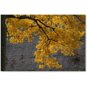 [RDY] [] Trademark Fine Art J[gEVF[t@[ "Golden Autumn Color" LoXA[g [yVCOʔ] | Trademark Fine Art "Golden Autumn Color" Canvas Art by Kurt Shaffer