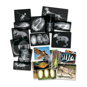 [] Roylco Aj}XZbg 14{Zbg [yVCOʔ] | Roylco Animal X-Ray Set, Set of 14