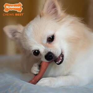 [] Nylabone p[`[Ex[R`[EgC [yVCOʔ] | Nylabone Power Chew Bacon Chew Toy