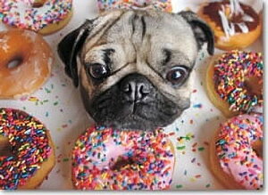 [RDY] [] Willow Creek Press _OEUEpO 1000s[XEpY [yVCOʔ] | Willow Creek Press Doug the Pug 1000-Piece Puzzle