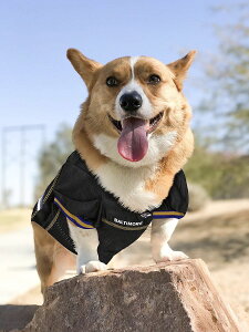 [��������] Pets First NFL �{���`���A�E���C�u���Y �������C�Z���X ���E�L�p���b�V���W���[�W - S�T�C�Y [�y�V�C�O�ʔ�] | Pets First NFL Baltimore RavensLicensed Mesh Jersey for Dogs and Cats - Small