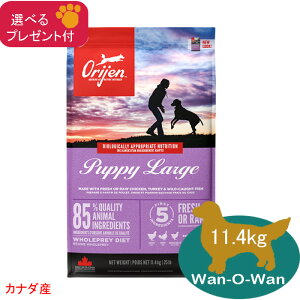 (5%OFF �N�[�|���L)�I���W�� ORIJEN �p�s�[���[�W (��^�� �q���p) 11.4kg ���K�i�z(�I�ׂ�v���[���g�t)�@�@ �O���C���t���[ �����s�g�p �c�� �I���W���p�s�[ �J�i�_�Y ��������