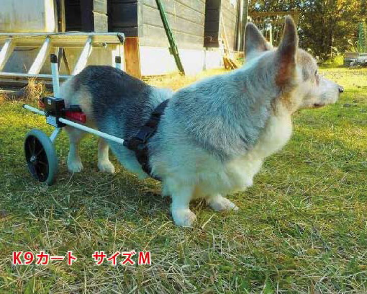楽天市場】【試乗車あり】犬の車椅子 K9カートスタンダード後脚サポート M(11.1〜18kg)用 介護用品 老犬 高齢犬 わんケア 犬用 車椅子 車いす カート 中型犬 車椅子 バギー 後肢 後足 歩行器 コーギー ビーグル犬 介護 老犬 高齢犬 ペット リハビリ : 老犬と介護の ...