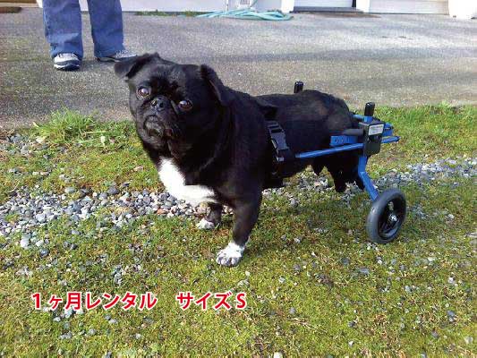 楽天市場】【1カ月レンタル】犬の車椅子 K9カート スタンダード 後脚 ...