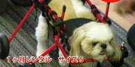 【犬用車椅子レンタル 1ヵ月】4輪のK9カート Sサイズ（5.1〜11kg対応）｜犬 車椅子 後脚 サポート 歩行器…