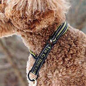 犬用 カラー 首輪 フルッタの人気商品 通販 価格比較 価格 Com