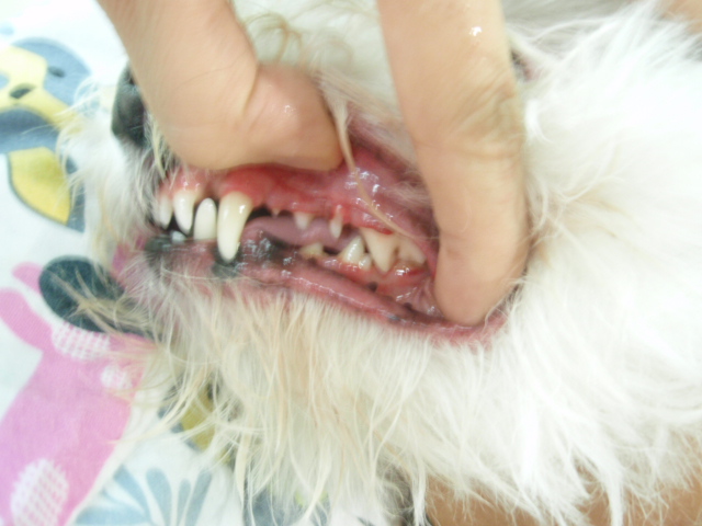 【定期購入】わんこの歯医者さん開発！　Dr.YUJIRO デンタルパウダー（朝用）※約3カ月分  ５０００頭以上の犬の歯石除去（歯石取り）を行ってきた獣医師が開発。愛犬、愛猫の歯石にお悩みの飼い主様へ | わんこの歯医者さん　通販事業部