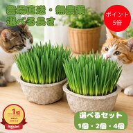 【農場直送鮮度抜群猫草】 猫草 ネコ草 キャットグラス 毛玉ケア 消化サポート 安心安全 無農薬 新鮮 送…