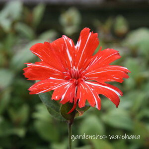 {剥 ԍi (}cgZmE AJV{)