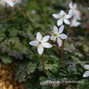 ~ԉ@ (oCJIE)2025NJԏIB2026NJԌ݁B