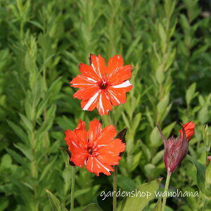 {剥 i (}cgZmE _C_CV{)